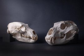 Schädel von Braunbären aus der paläoanatomischen Sammlung der SNSB. Rechts ein Syrischer Braunbär Ursus arctos syriacus, eine Unterart, die an wärmere Klimate angepasst ist. Schädel von Braunbären aus der paläoanatomischen Sammlung der SNSB. Rechts ein Syrischer Braunbär Ursus arctos syriacus, eine Unterart, die an wärmere Klimate angepasst ist.