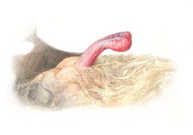 Illustration des Penis der Breitflügelfledermaus 