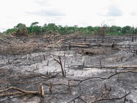 Die Ausdehnung der Fläche für die Landwirtschaft trägt in Brasilien erheblich mit zur Regenwaldrodung bei