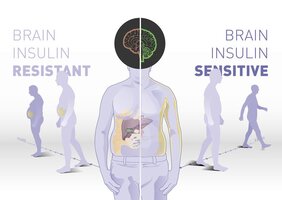 Die Insulinwirkung im Gehirn bestimmt das Körpergewicht, die Fettverteilung und wie man auf Lebensstil-Interventionen reagiert.  