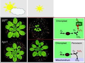 Rechts von den Pflanzenbildern befindet sich ein reduziertes Schema der Photorespiration