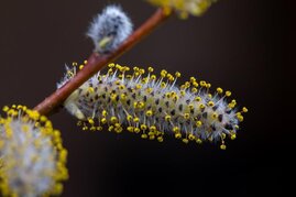 Pollen am Weidenkätzchen