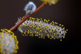 Pollen am Weidenkätzchen