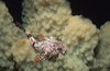 Fühlt sich auch bei Minustemperaturen wohl: der Antarktisraubfisch Harpagifer antarcticus. 