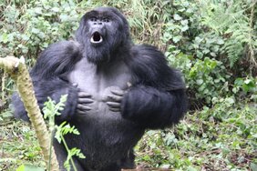 Gorilla-Silberrücken beim Brusttrommeln.  © Dian Fossey Gorilla Fund