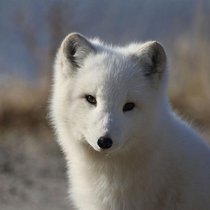 Der Polarfuchs (Vulpes lagopus) 