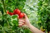 Tomaten im Gewächshaus des IGZ. Tomaten im Gewächshaus des IGZ.