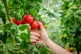 Tomaten im Gewächshaus des IGZ.  