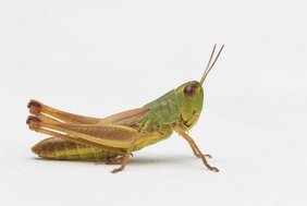Ein Gemeiner Grashüpfer (Pseudochorthippus parallelus) 