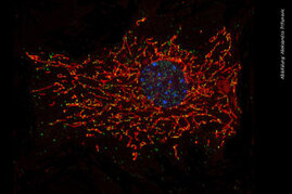 Bildgebung einer Zelle: Zellkern in blau, Mitochondrienstruktur in rot, und mitochondriale DNA in grün. 