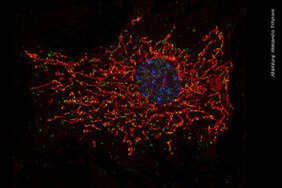 Bildgebung einer Zelle: Zellkern in blau, Mitochondrienstruktur in rot, und mitochondriale DNA in grün. 