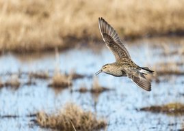 Graubruststrandläufer im Flug