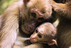Ein Assammakaken-Weibchen (Macaca assamensis) mit seinem Säugling 
