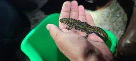 Ein Marmormolch (Triturus marmoratus), gefunden in einem historischen Wasserbecken im portugiesischen Nationalpark Peneda-Gerês.  