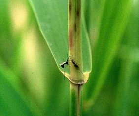 Zwei Weibchen der parasitischen Wespe Torymus arundinis stechen im Schilfhalm versteckte Reiskorngallen der Gallmücke Giraudiella inclusa an.