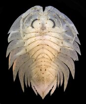 Der Klimawandel wird einen starken Einfluss auf bodenlebende Meeresorganismen, wie die Assel Ceratoserolis trilobitoides, haben