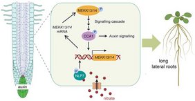 Das Forschungsteam konnte bei der Modellpflanze Arabidopsis zeigen, dass Nitrat eine umfangreiche Signalkaskade aktiviert, also eine Kettenreaktion aus mehreren Kinasen und Transkriptionsfaktoren Grafik Nitrat Signalkaskade in der Pflanze