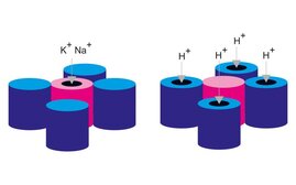 Schematischer Aufbau eines klassischen spannungsgesteuerten Ionenkanals (links) und des neuidentifizierten HCN-like 1-Kanals (rechts). 