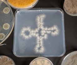 Aspergillus fumigatus -Kolonien, die in Form eines tRNA-Moleküls ausgestrichen wurden 