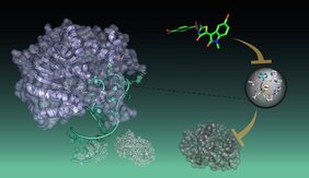 Zu sehen ist der neu entwickelte Inhibitor (hellgrün) der die Interaktion von METTL16 (lila) mit der Ziel-RNA (türkis) verhindert 