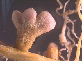 Wurzeln von Esparsettenpflanze mit den typischen Knöllchen, hervorgerufen durch die nützlichen Stickstofffixierenden Bakterien Mesorhizobium onobrychidis, hier der Stamm OM4. Wurzeln von Esparsettenpflanze mit den typischen Knöllchen, hervorgerufen durch die nützlichen Stickstofffixierenden Bakterien Mesorhizobium onobrychidis, hier der Stamm OM4.