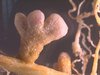 Wurzeln von Esparsettenpflanze mit den typischen Knöllchen, hervorgerufen durch die nützlichen Stickstofffixierenden Bakterien Mesorhizobium onobrychidis, hier der Stamm OM4. Wurzeln von Esparsettenpflanze mit den typischen Knöllchen, hervorgerufen durch die nützlichen Stickstofffixierenden Bakterien Mesorhizobium onobrychidis, hier der Stamm OM4.