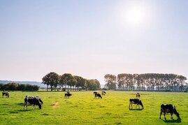 Kühe auf der Weide