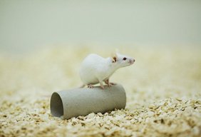 Maus