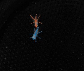 Fliegenpaare (orange: Männchen, blau: Weibchen) werden während der Balz gefilmt und ihr Verhalten in Echtzeit mittels künstlicher Intelligenz (KI) ausgewertet.