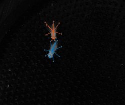 Fliegenpaare (orange: Männchen, blau: Weibchen) werden während der Balz gefilmt und ihr Verhalten in Echtzeit mittels künstlicher Intelligenz (KI) ausgewertet.