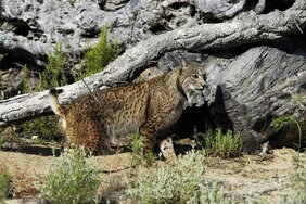 Iberischer Luchs 