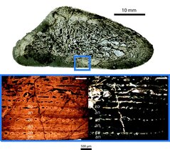 Querschnitt durch einen Oberarmknochen des Panthasaurus maleriensis (oben), in blau ist die Wachstumssequenz markiert. Unten: Histologischer Ausschnitt des Knochenwachstums. 