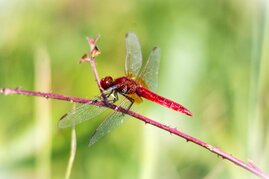 Insekten Klimawandel