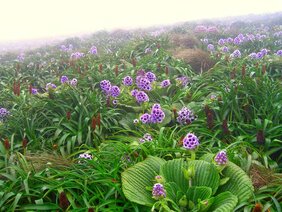 Pleurophyllum speciosum ist ein Kraut mit leuchtend violetten Blüten. 