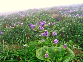 Pleurophyllum speciosum ist ein Kraut mit leuchtend violetten Blüten. 