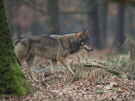 Wolf (Canis Lupus) 