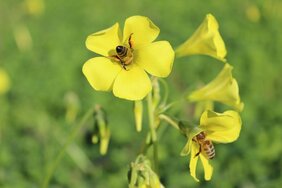 Oxalis pes-caprae oder auch Nickender Sauerklee ist heimisch in Südafrika. Er wurde for allem als Bienenweide für die Honigproduktion und als Zierpflanze in viele Regionen eingeführt. Heutzutage findet man ihn weltweit