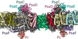 Struktur des Photosystem-I-Dimers