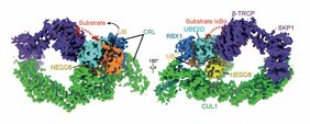  NEDD8 (gelb) konfiguriert die Form der Cullin-RING-Ligase (grün und dunkelblau), UBE2D (hellblau) und Ubiquitin (gelb), so dass das Ubiquitin an das Zielsubstrat (rot: IκBα) gebunden werden kann.