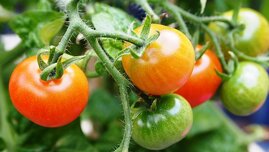 Tomaten