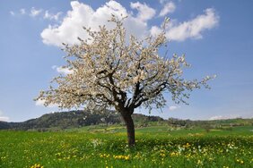 Die Kirschblüte in der Schweiz beginnt heute im Schnitt 11 Tage früher 