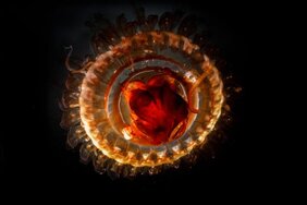 Der Scyphozoon Atolla eine Qualle