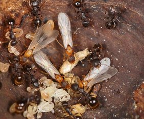 Nest mit mehreren hellbraunen, geflügelten Jungköniginnen von T. kinomurai, dunkelbraunen Wirtsarbeiterinnen der Art T. makora und Brut. 