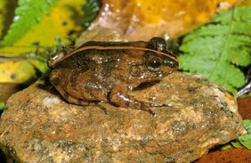 Froscharten Madagaskar