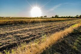 Feld mit Sonne