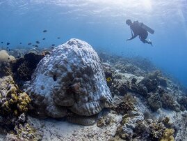Eine ausgebleichte riffbildende Koralle der Gattung Porites