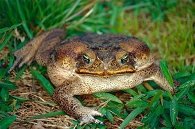 Aga-Kröten (Rhinella marina) wurden in vielen Ländern als biologische Bekämpfungsmittel für Schadinsekten eingeführt. Mittlerweile sind sie selbst zu Schädlingen geworden