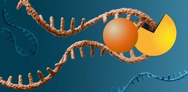 RIBOTAC baut die RNA eines Krebsgens ab.