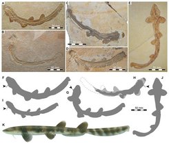 Holotypus und weitere Skelettfunde des Urzeithais Bavariscyllium