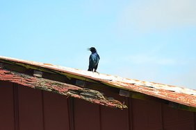 Eine männliche Bootsschwanzgrackel auf dem Dach einer Rinderfarm 